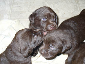 desi pups